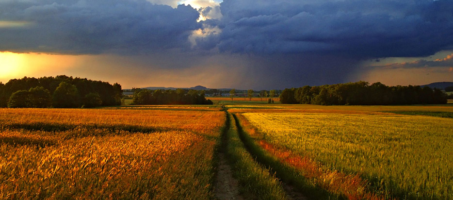 Envionmental Scientific